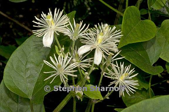 clematis ligusticifolia 1 graphic